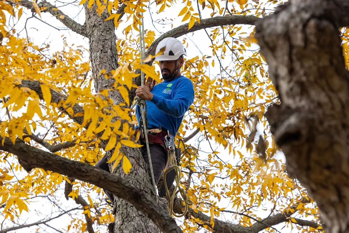Skilled Tree Planing crew working in Madisonville